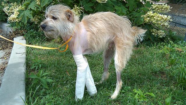 PHOTO: Mason, a 1-year-old terrier mix, had been hiding inside of his familys garage when a tornado barreled through North Smithfield, Ala., April 27, 2011.