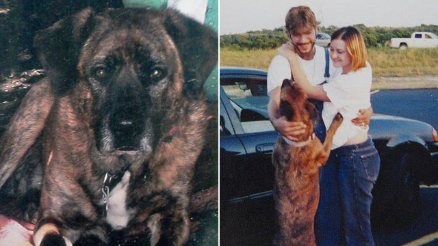 PHOTO: Texas Supreme Court is debating whether the Medlen family, pictured right, can sue for emotional damage after their dog, Avery, was mistakenly euthanized at an animal shelter in 2009.
