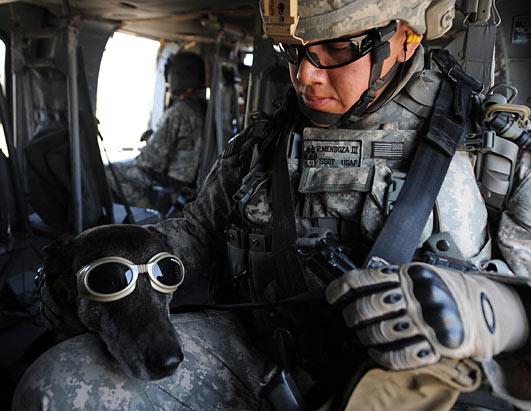 http://a.abcnews.com/images/US/ht_navy_canine_k9_and_military_dogs_ss_jp_110505_ssh.jpg