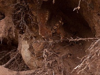 Bones, Caskets Unearthed by Sandy