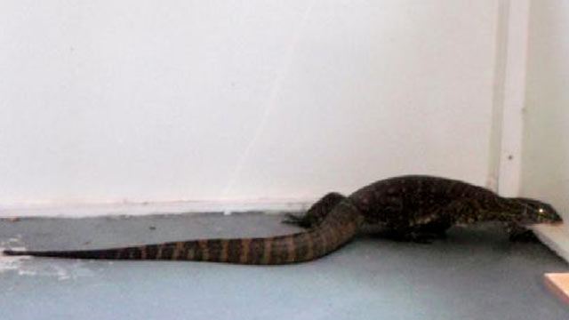 PHOTO: A 5-foot Nile monitor wandered around a persons garage and patio recently.