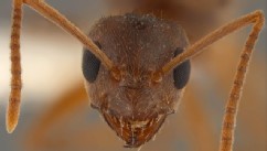 PHOTO: "Crazy" ants are on the march with a taste for everything from livestock to electrical equipment.