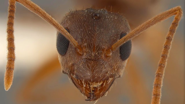 PHOTO: "Crazy" ants are on the march with a taste for everything from livestock to electrical equipment.