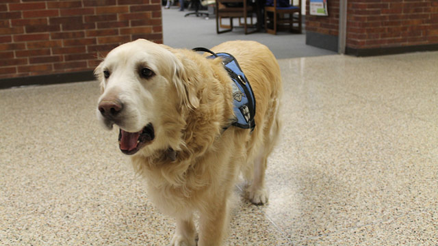 PHOTO: Portage High School in Portage, Ind. honored the schools retiring therapy dog by taking a professional photo of him and publishing it in the class of 2013s yearbook.