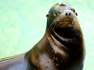 Sneezing Sea Lion Dies After Treatment
