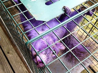 PHOTO: Percy and Connie Emert from Jersey Shore, Pa., trapped this purple squirrel in their yard.