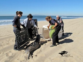 Record Sea Lion Rescue Causes State of Emergency