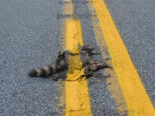 Pennsylvania Raccoon Road Kill Painted Over, Photo Goes Viral