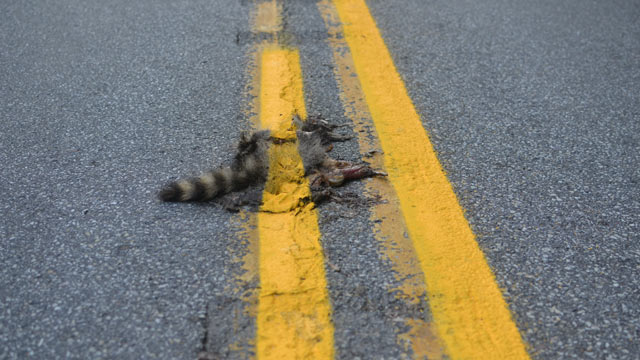 racoon roadkill paved and painted over by lazy roadcrew in pennsylvania