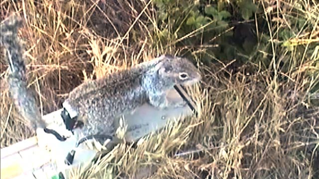 PHOTO: Robo squirrel
