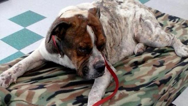 PHOTO: Rocky, a homeless boxer, was severely burned in a three-alarm warehouse fire in north Harris County, Texas on Jan. 3, 2013.