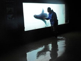 Flooded Aquarium May Evacuate Fish