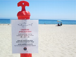 Great White Shark off Santa Barbara?