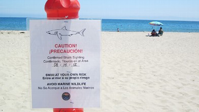 PHOTO: Shark notice