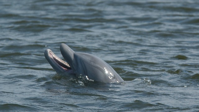 PHOTO: This July 3, 2011 photo provided by Rosaria Sheppard shows a dolphin that has lived for at least seven years in Sunset Canal. Biologists are trying to spread the word that people shouldn't try to play with, touch or feed dolphins who are naturally 