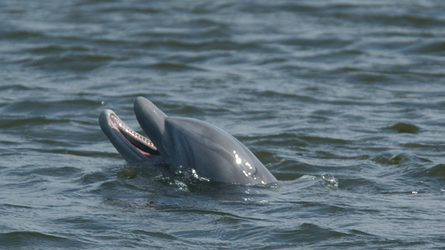 PHOTO: This July 3, 2011 photo provided by Stacey Hortsman shows a dolphin that has lived for at least seven years in Sunset Canal.