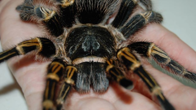 PHOTO: A large adult tarantula like those commonly used by clinical psychologists during exposure therapy for spider phobia is shown.
