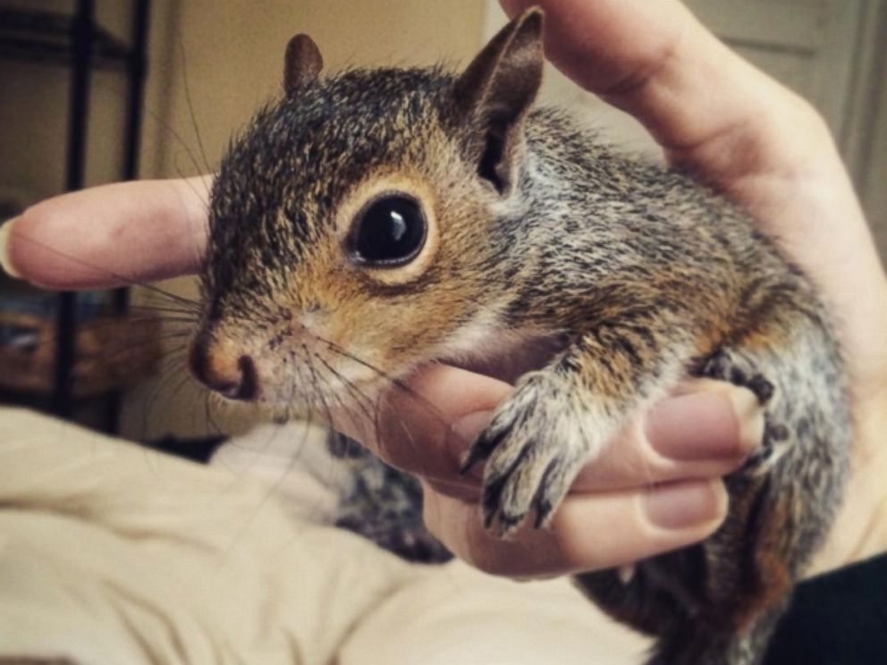 See Photos of a Baby Squirrel Saved From South Carolina Floods - ABC News