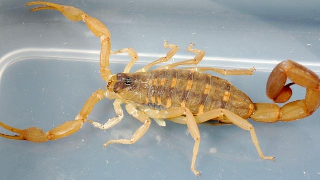 PHOTO: An Oregon man, on a flight from Seattle to Anchorage, was attacked by a scorpion while he slept on the plane.