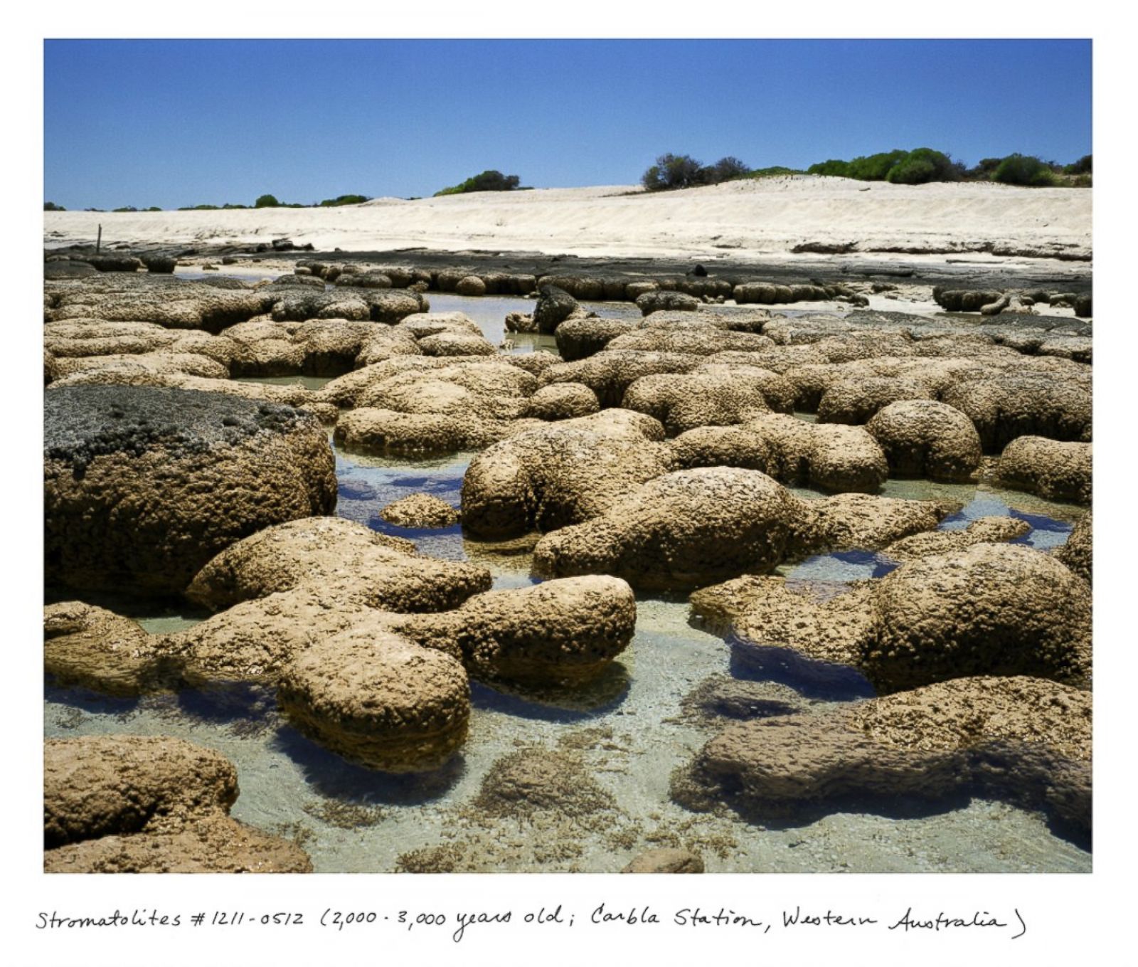 The World s Oldest Living Things Photos Image 3 ABC News