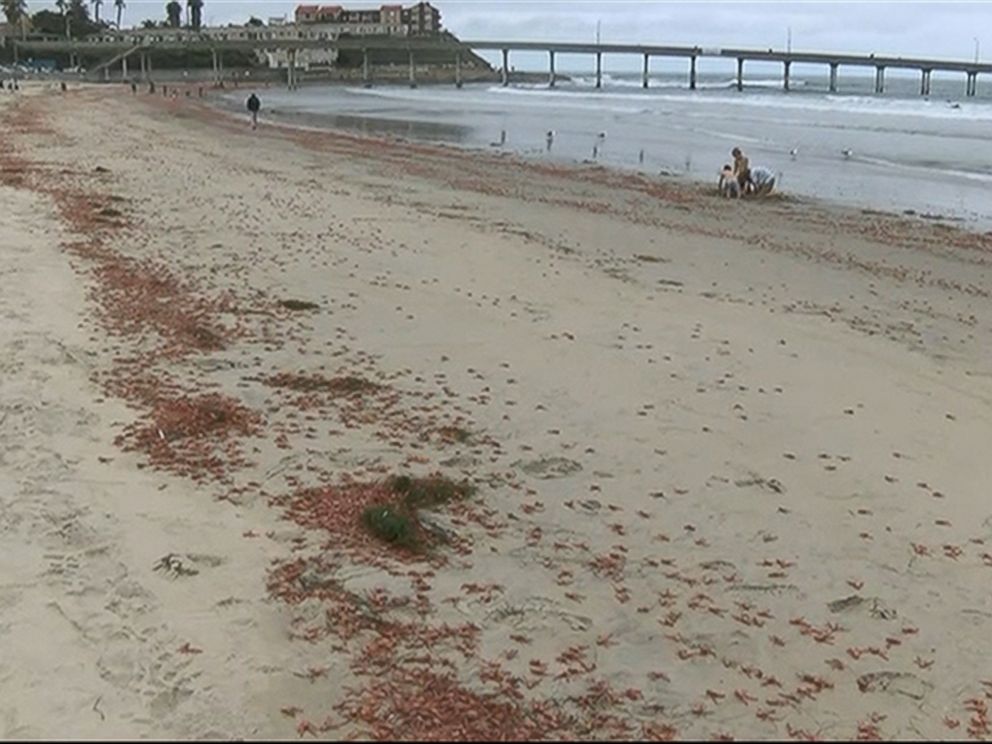 PHOTO: Thousands of tuna crabs washed up on a California beach.