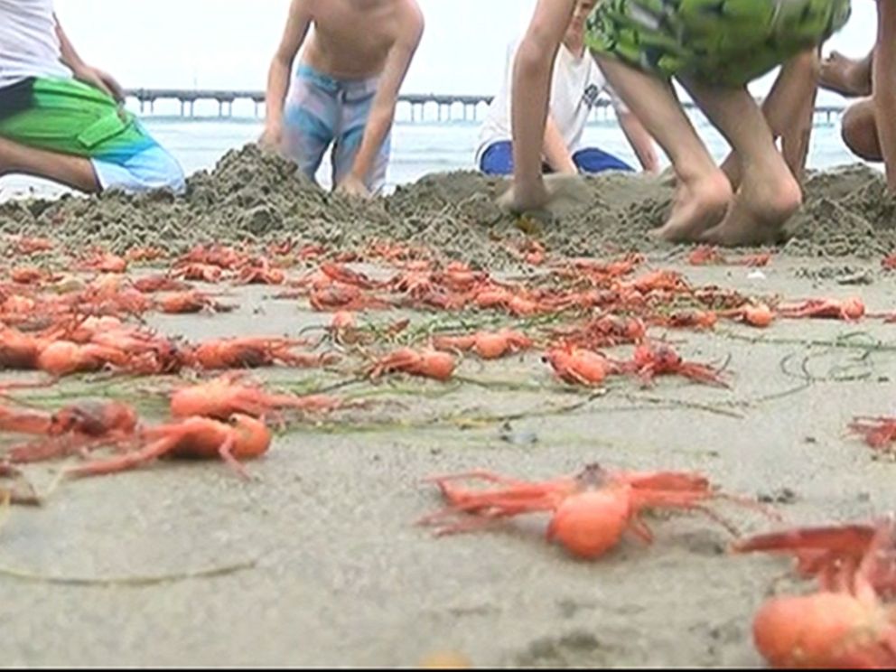 PHOTO: Thousands of tuna crabs washed up on a California beach.