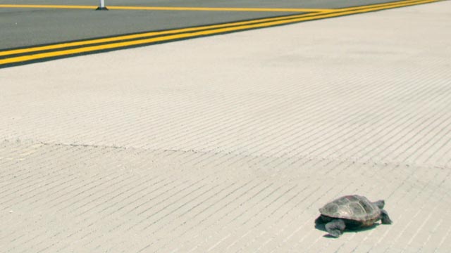 PHOTO: More than 100 turtles have delayed flights at Kennedy Airport as they make their annual trek across a normally busy runway to get to a sandy area next to the water where they lay their eggs.