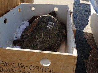 Threatened Sea Turtles Flown to Florida