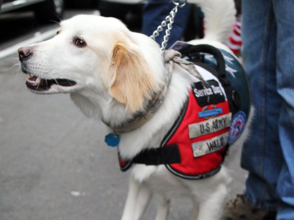 PHOTO: Tommy, a service dog trained by the organization Paws of War, helps veterans transition to life at home.