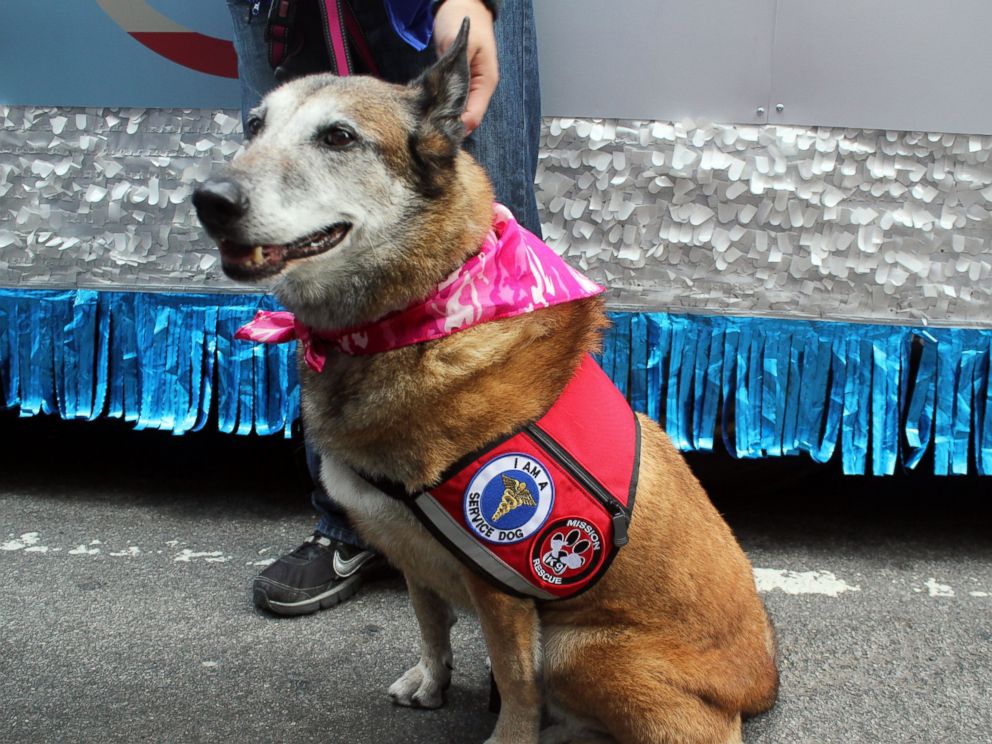 PHOTO: Maxi is a 12-year-old Improvised Detection Dog who helped detect explosives in Iraq.