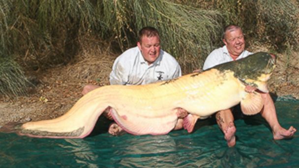 Fisherman Catches World Record 206 Pound Albino Catfish - ABC News