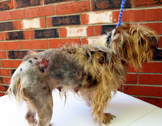 yorkie puppy mill rescue pin yorkie puppy mill rescue image search results on yorkie puppy mill rescue pin yorkie puppy mill rescue image search results on