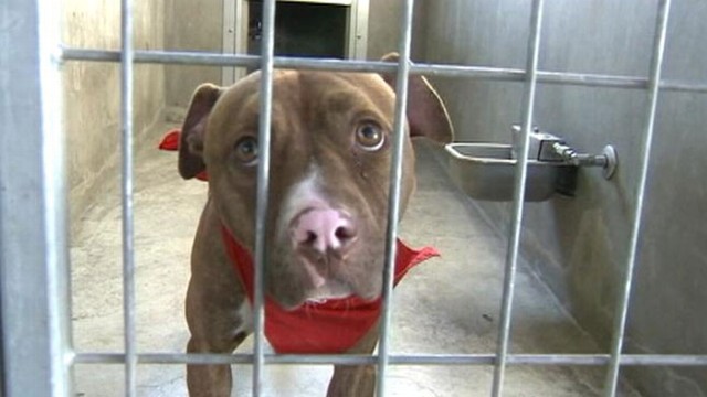 VIDEO: Riverside County ordinance requires all pit bulls more than 4 months old to be spayed or neutered.