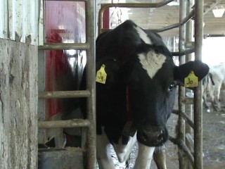 Farmer Controls Milking with Phone