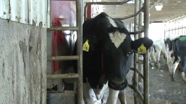 VIDEO: Robots send cell phone alerts, milk up to 60 cows a day and allow cows to control their own schedules.