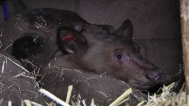 VIDEO: The two cubs were confiscated from a suspected poacher at a California gas station.