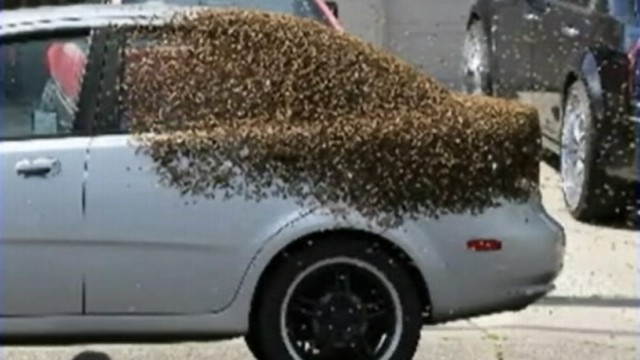 VIDEO: Weather to blame for unusually early emergence of swarms in Contra Costa County.