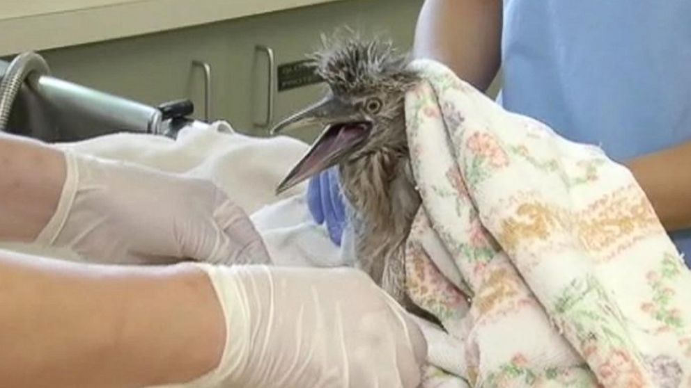 U.S. Postal Service in Oakland, Calif., under fire for destroying nests protected by federal and state laws.