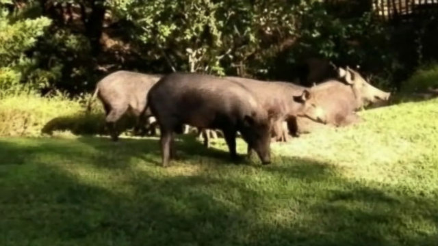 Wild Pigs Overrun Homeowners in Central California - ABC News