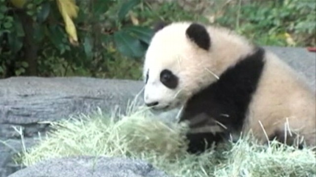 VIDEO: Xiao Liwu goes on public display at San Diego Zoos panda enclosure.