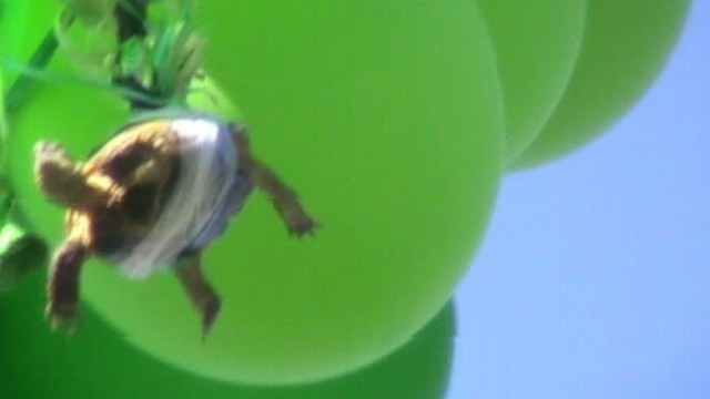 VIDEO: California Humane Society searches for person responsible for setting turtle adrift.