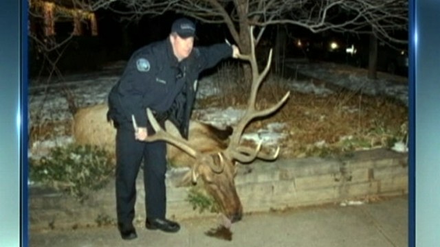 VIDEO: Boulder police are investigating the shooting of the elk considered a neighborhood legend.