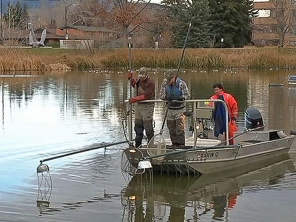 PHOTO: Wildlife officials say an invasive goldfish species that was dumped in Teller Lake #5 in Boulder, Colo. has multiplied and is threatening the lakes natural aquatic ecosystem. 