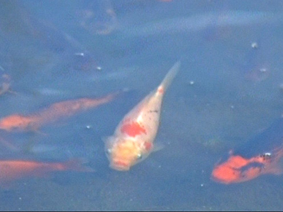 PHOTO: Wildlife officials say an invasive goldfish species that was dumped in Teller Lake #5 in Boulder, Colo. has multiplied and is threatening the lakes natural aquatic ecosystem. 