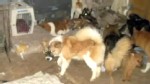 VIDEO: 93 dogs and five exotic birds were seized from a private residence.