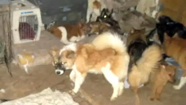 VIDEO: 93 dogs and five exotic birds were seized from a private residence.