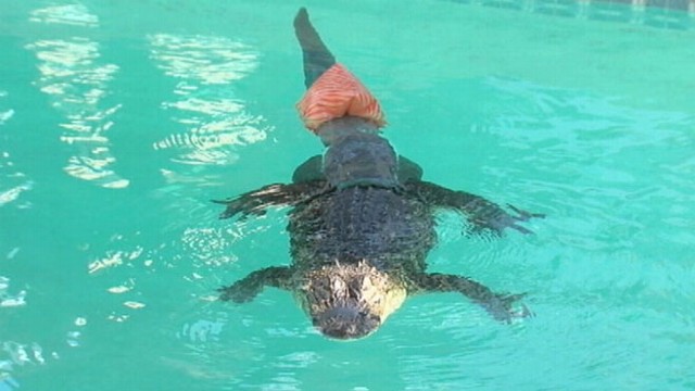 VIDEO: Gator at the Phoenix Herpetological Society is re-learning how to swim.