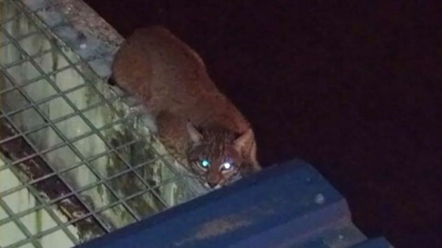 VIDEO: The bobcat was sedated on the roof of the prisons special offenders unit.
