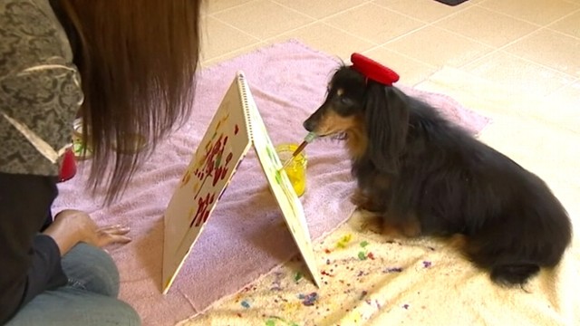 VIDEO: Long-haired dachshund and her owner sell paintings online and donate to Washington state dog rescue.