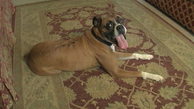 VIDEO: Oklahoma boxers valuable universal-type blood is drawn every few months to help other canines.